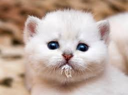 alimentation du chaton